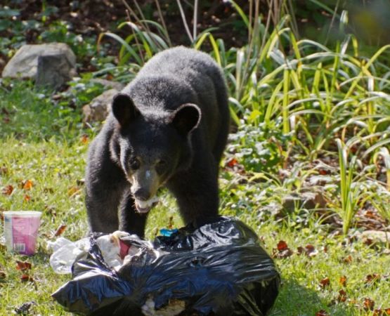 How to Store Food Safely in Bear Country