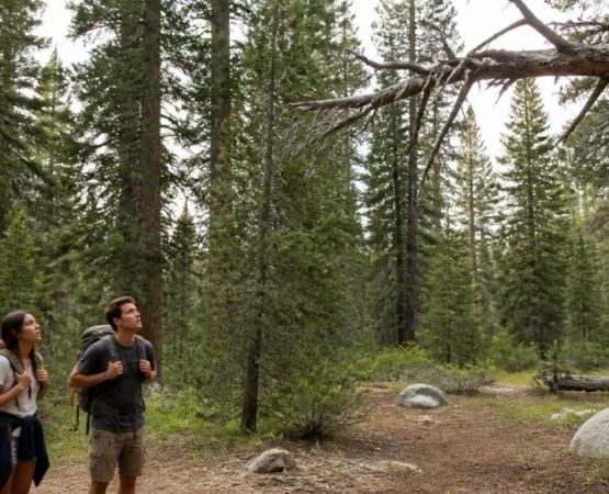 Campsite Tree Hazards: Look Up Before Pitching